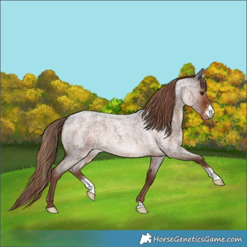 Horse Color:Liver Red Roan Sabino 