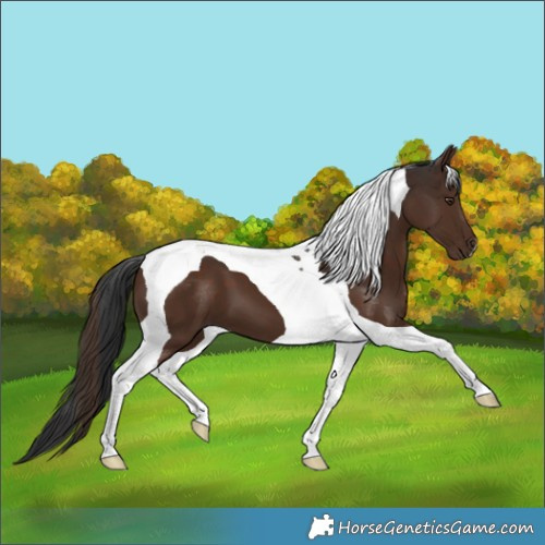 Horse Color:Liver Chestnut Tobiano 