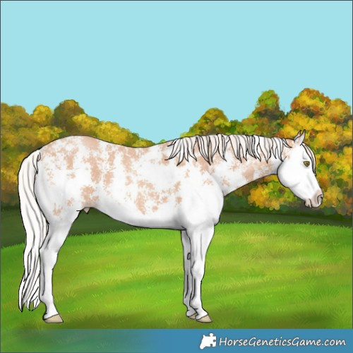 Horse Color:Silver Amber Champagne Sabino Splash 