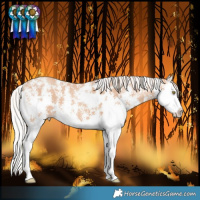 Horse Color:Silver Amber Champagne Sabino Splash 