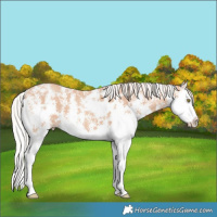 Horse Color:Silver Amber Champagne Sabino Splash