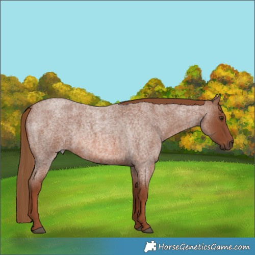 Horse Color:Red Roan