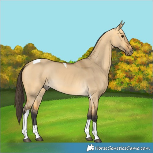 Horse Color:Buckskin Dun Tobiano