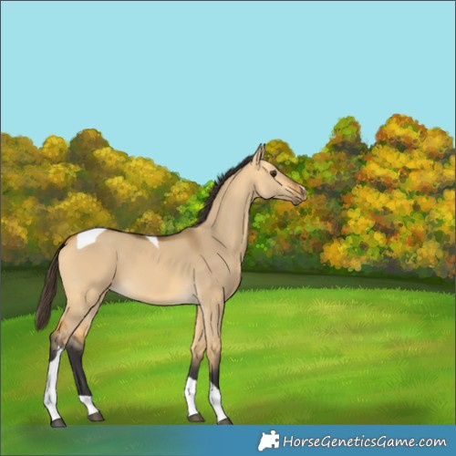Horse Color:Buckskin Dun Tobiano 