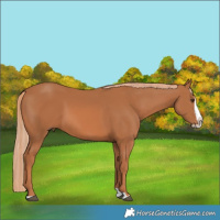 Horse Color:Chestnut Splash 