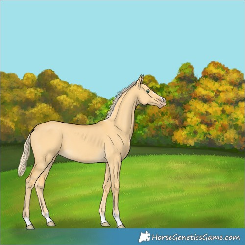 Horse Color:Gold Cream Champagne Dun