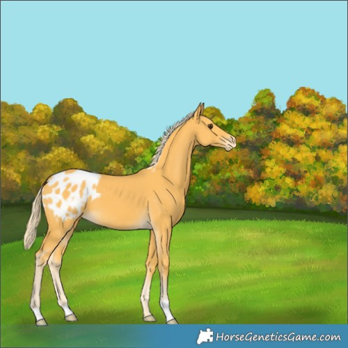 Horse Color:Palomino Appaloosa