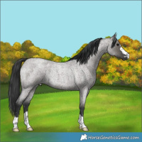 Horse Color:Grullo Roan