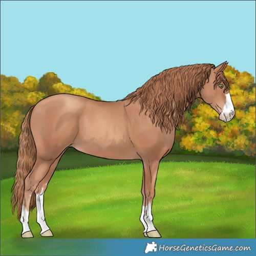 Horse Color:Gold Champagne 