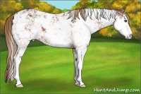 Horse Color:Chestnut Sabino