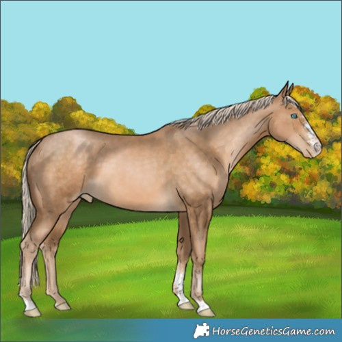 Horse Color:Chocolate Palomino Pearl Sabino 