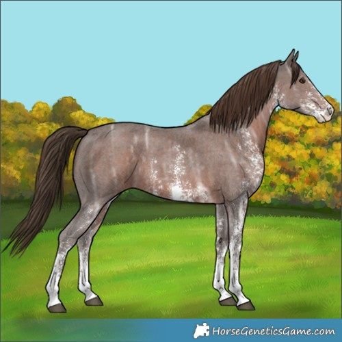 Horse Color:Liver Chestnut Ice Sabino 