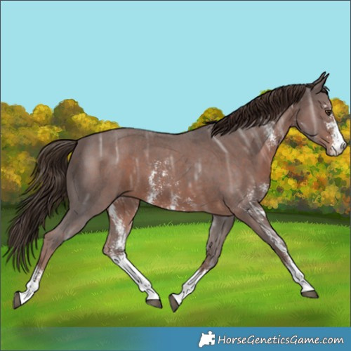 Horse Color:Liver Chestnut Ice Sabino 