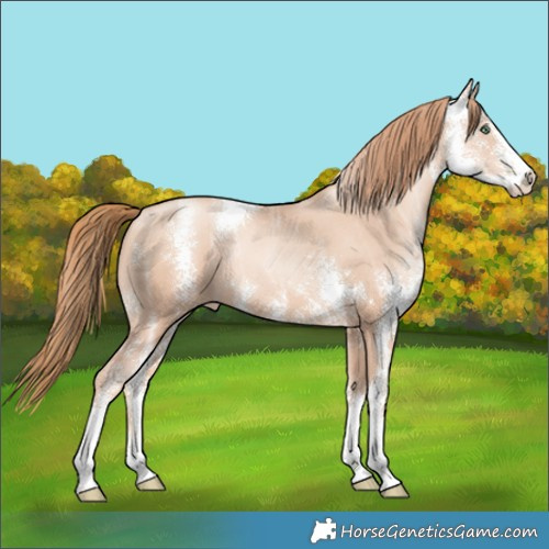 Horse Color:Gold Champagne Ice Pearl Sabino 