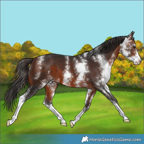 Horse Color:Bay Sabino