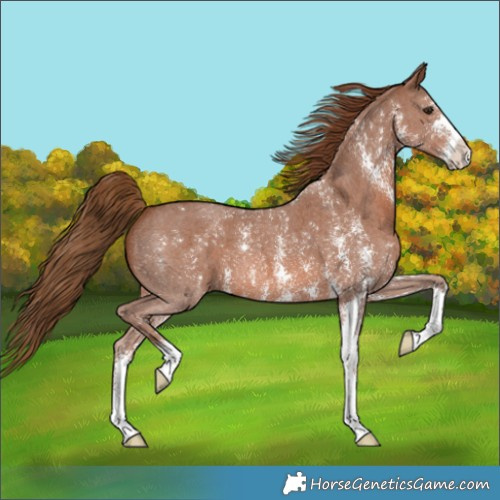 Horse Color:Chestnut Sabino 
