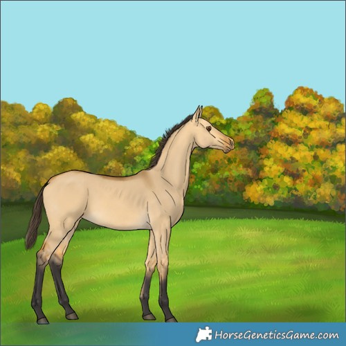 Horse Color:Buckskin Dun 