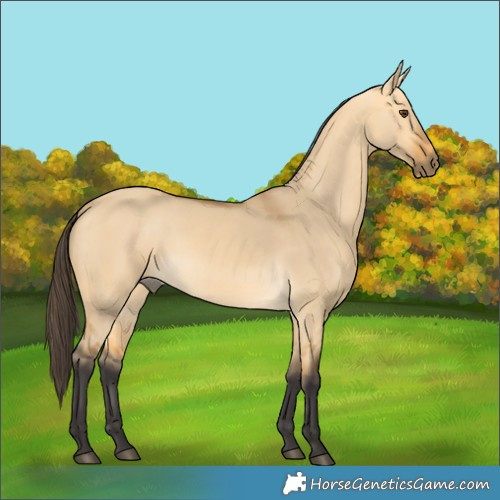 Horse Color:Buckskin Dun