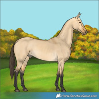 Horse Color:Buckskin Dun 