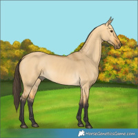Horse Color:Buckskin Dun 