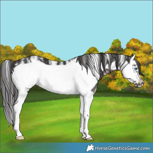 Horse Color:Powder White Smoky Black Splash Frame
