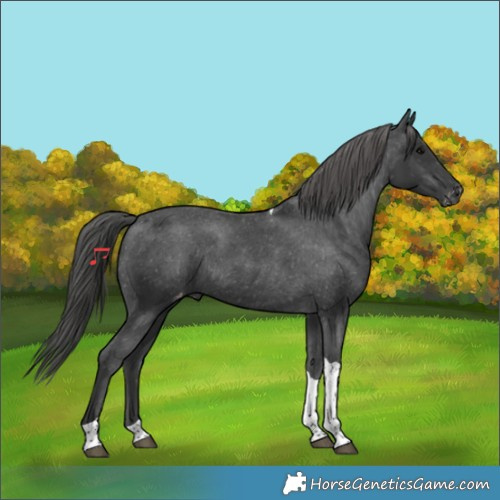 Horse Color:Black Tobiano Appaloosa Rabicano 