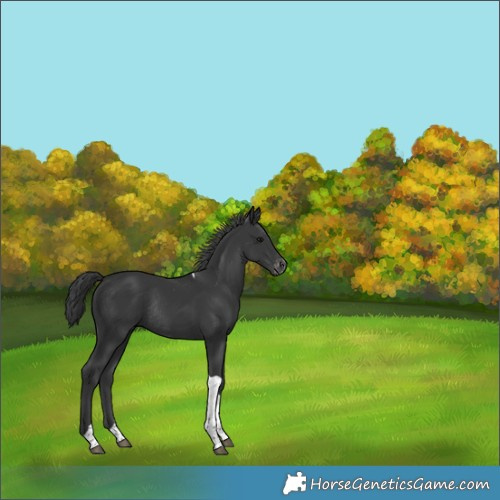 Horse Color:Black Tobiano Appaloosa Rabicano 