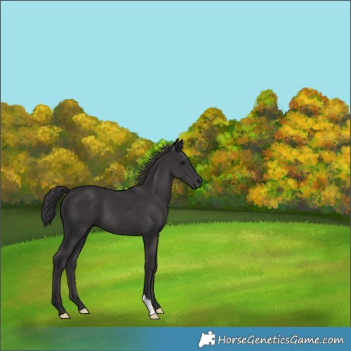 Horse Color:Smoky Black 