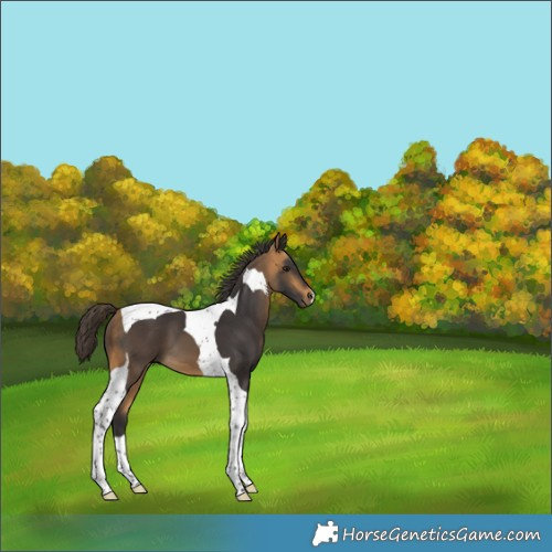 Horse Color:Buckskin Tobiano