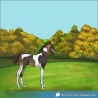 Horse Color:Buckskin Tobiano 
