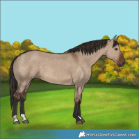 Horse Color:Liver Red Dun 