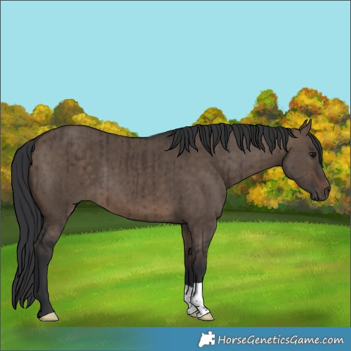 Horse Color:Brown Dun Brindle 