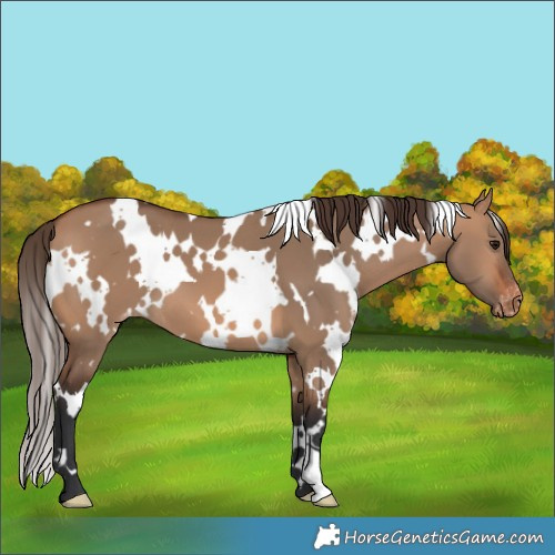 Horse Color:White Spotted Bay Dun Appaloosa 
