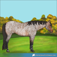 Horse Color:Brown Dun Sabino and Bay Roan Rabicano