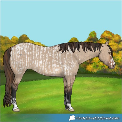 Horse Color:Bay Dun Appaloosa and Brown Dun