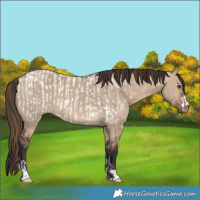 Horse Color:Bay Dun Near Leopard and Brown Dun