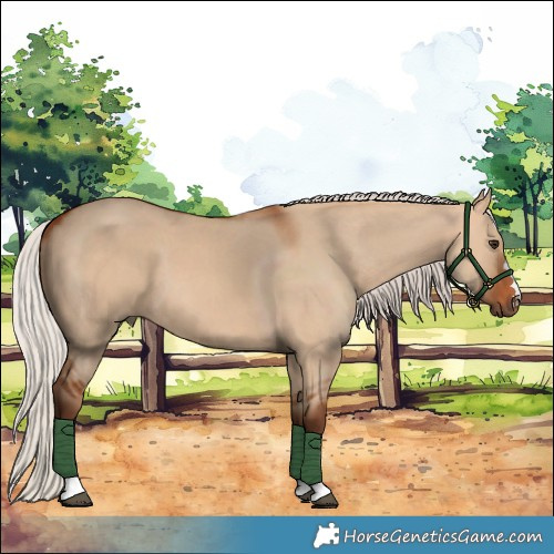 Horse Color:Silver Bay Dun 