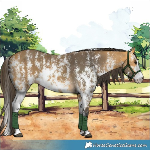 Horse Color:Buckskin Sabino 