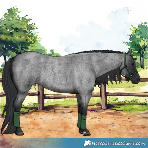 Horse Color:Blue Roan 