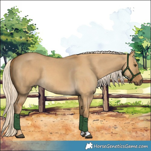 Horse Color:Palomino Dun 