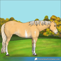 Horse Color:Palomino Sabino