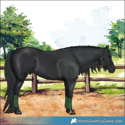 Horse Color:Black 
