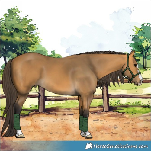 Horse Color:Buckskin 