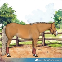 Horse Color:Palomino