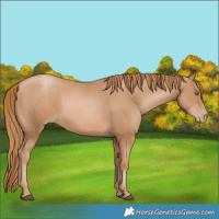 Horse Color:Chestnut Pearl Rabicano