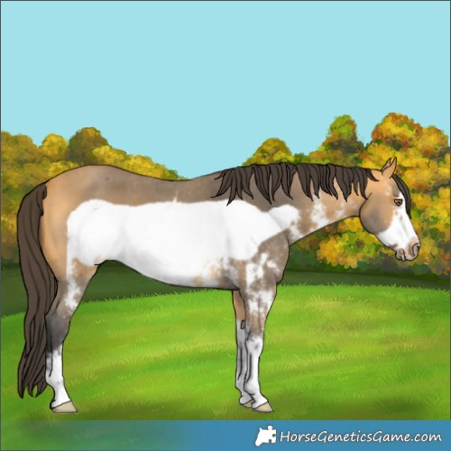 Horse Color:Buckskin Sabino Frame 