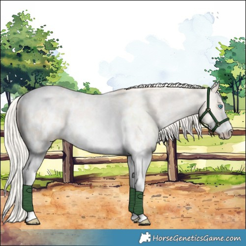 Horse Color:Gold Cream Champagne Pearl Dun Sabino Tobiano Appaloosa Rabicano 