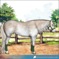 Horse Color:White Spotted Chocolate Palomino Pearl Sabino