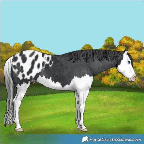 Horse Color:Unknown 