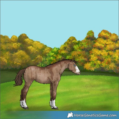 Horse Color:Gray Grullo Pearl Rabicano Brindle 